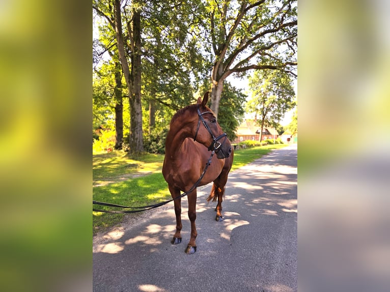 Hannoveriano Caballo castrado 8 años 175 cm Alazán-tostado in Rehlingen