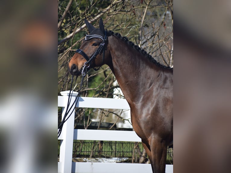 Hannoveriano Caballo castrado 8 años 175 cm Castaño in Dätgen