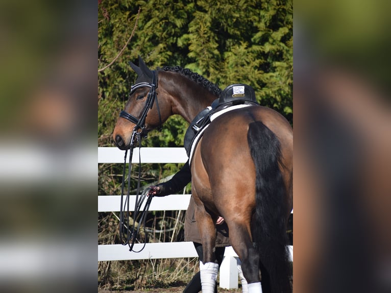 Hannoveriano Caballo castrado 8 años 175 cm Castaño in Dätgen