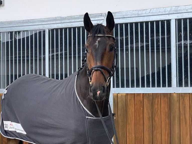 Hannoveriano Caballo castrado 8 años 175 cm Castaño oscuro in Verden (Aller)