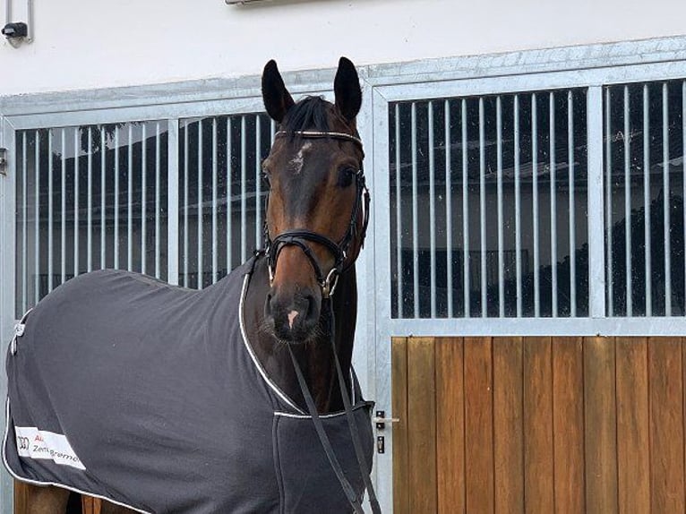 Hannoveriano Caballo castrado 8 años 175 cm Castaño oscuro in Verden (Aller)