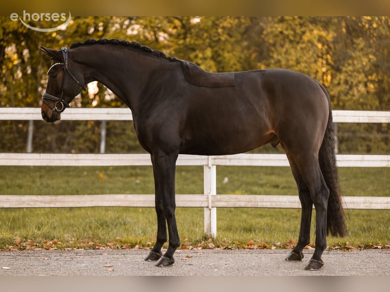 Hannoveriano Caballo castrado 8 años 175 cm Castaño oscuro in Wehringen