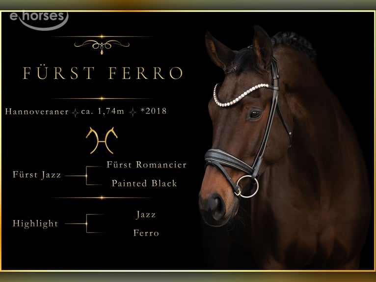 Hannoveriano Caballo castrado 8 años 175 cm Castaño oscuro in Wehringen