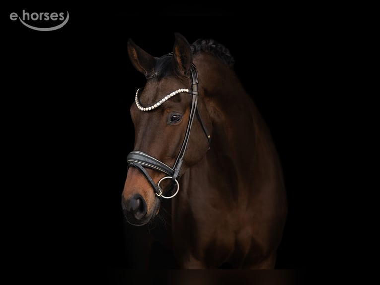 Hannoveriano Caballo castrado 8 años 175 cm Castaño oscuro in Wehringen