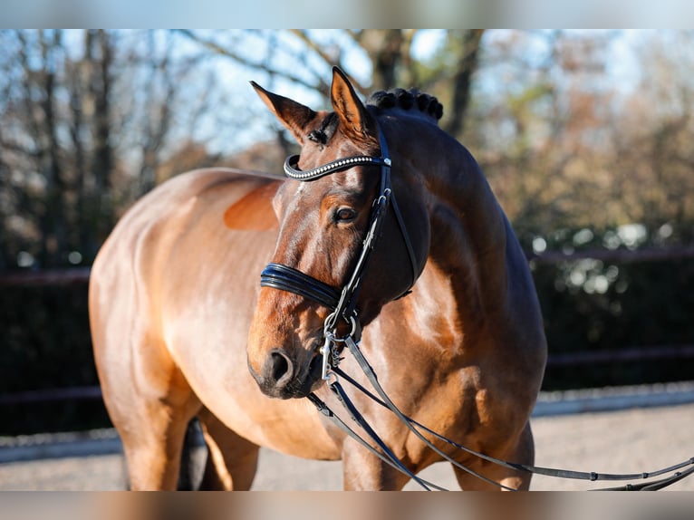 Hannoveriano Caballo castrado 8 años 175 cm Castaño oscuro in Güby