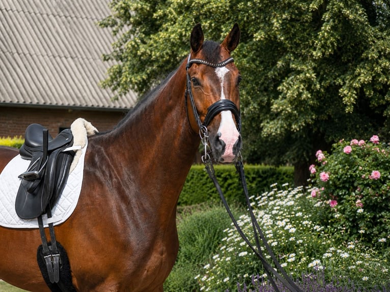 Hannoveriano Caballo castrado 8 años 175 cm Castaño oscuro in Mohrkirch