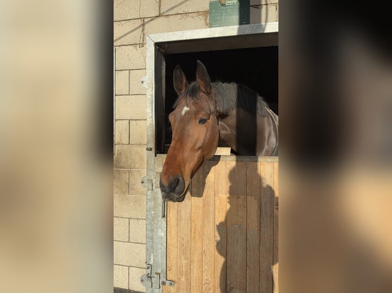 Hannoveriano Caballo castrado 8 años 175 cm Castaño rojizo in Szczecin
