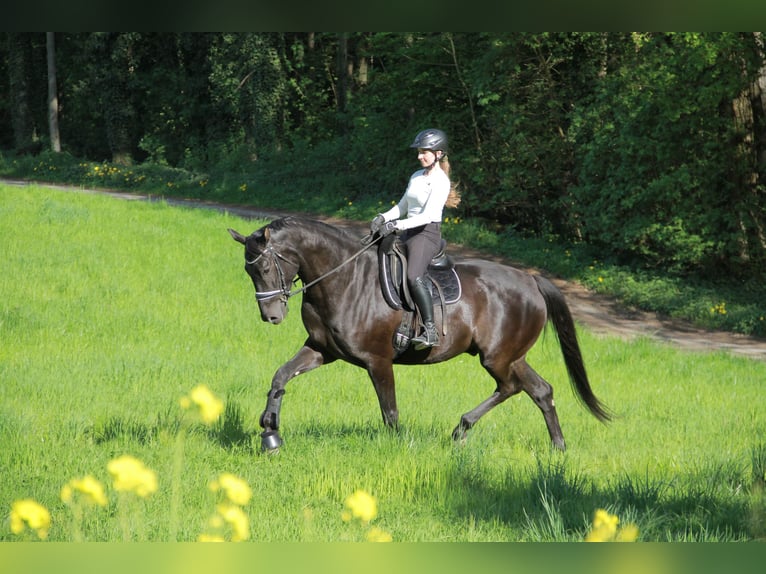 Hannoveriano Caballo castrado 8 años 175 cm Negro in Neckargemünd