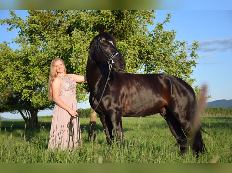 Hannoveriano Caballo castrado 8 años 175 cm Negro in Nettingsdorf