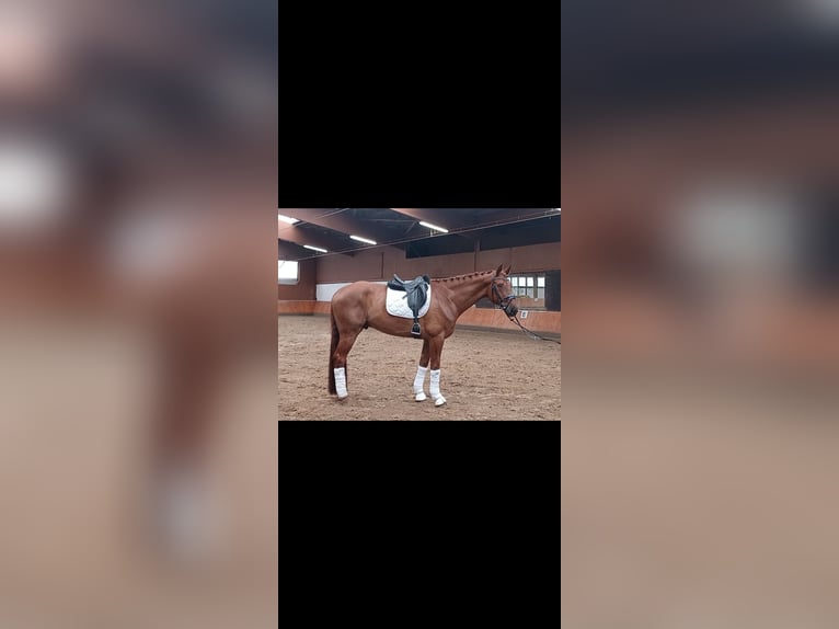 Hannoveriano Caballo castrado 8 años 176 cm Alazán in Finnentrop