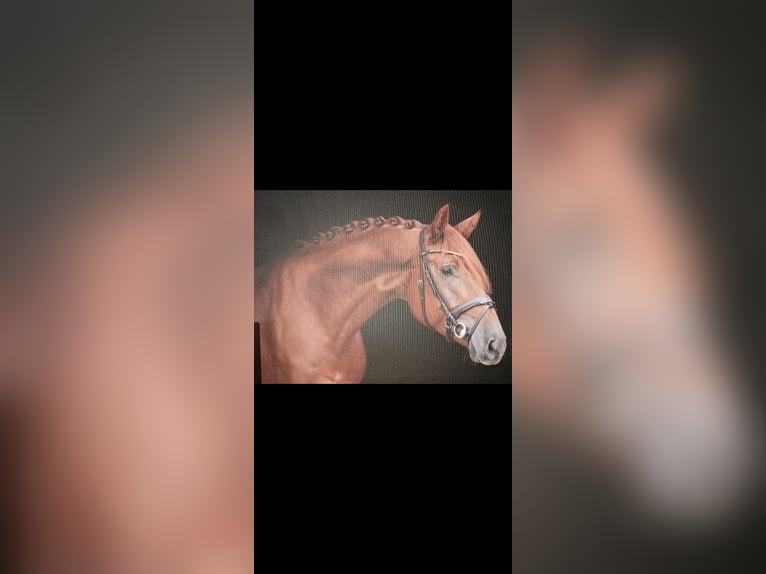 Hannoveriano Caballo castrado 8 años 176 cm Alazán in Finnentrop