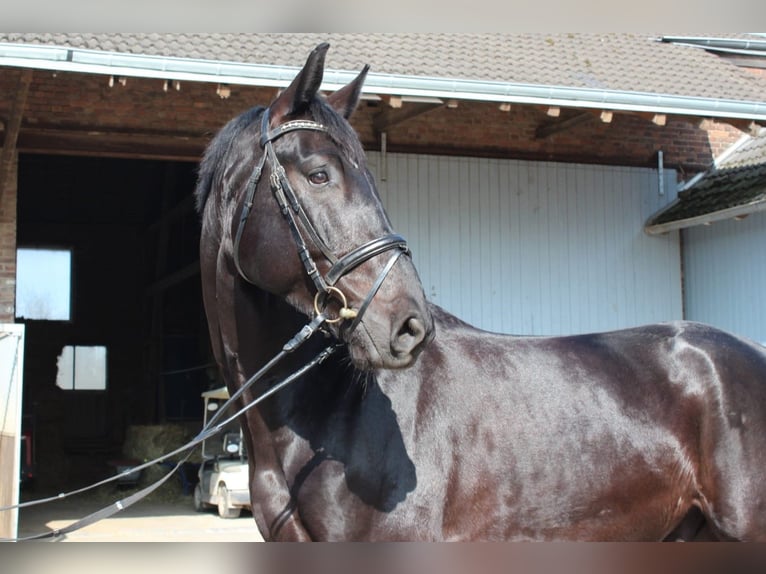 Hannoveriano Caballo castrado 8 años 177 cm Negro in D&#xFC;sseldorf