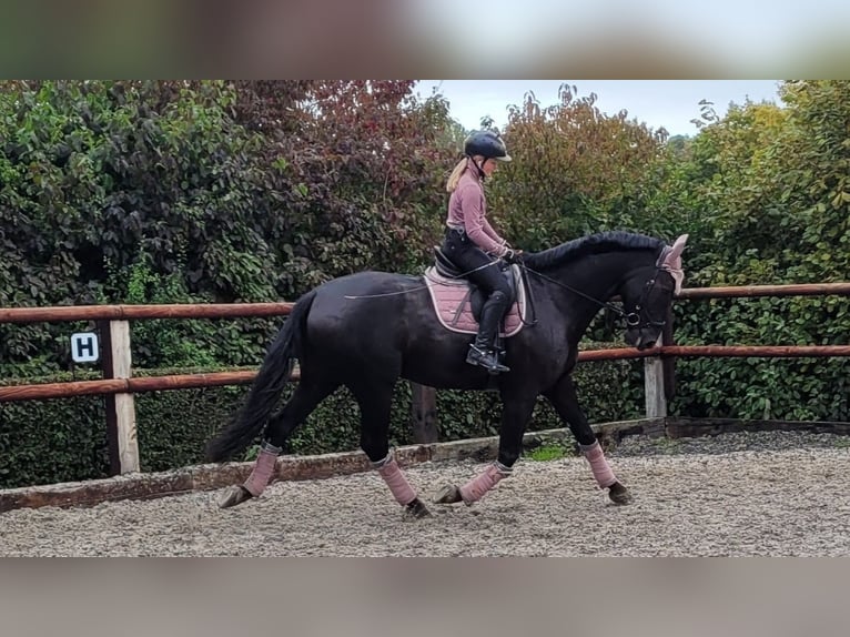 Hannoveriano Caballo castrado 8 años 177 cm Negro in D&#xFC;sseldorf