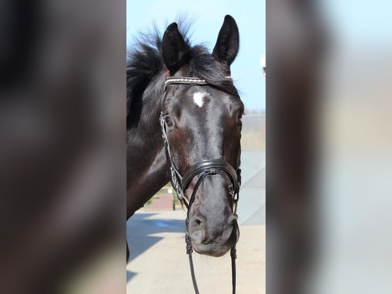 Hannoveriano Caballo castrado 8 años 177 cm Negro in D&#xFC;sseldorf