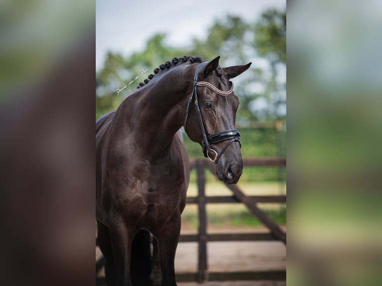 Hannoveriano Caballo castrado 8 años 177 cm Negro in Nispen