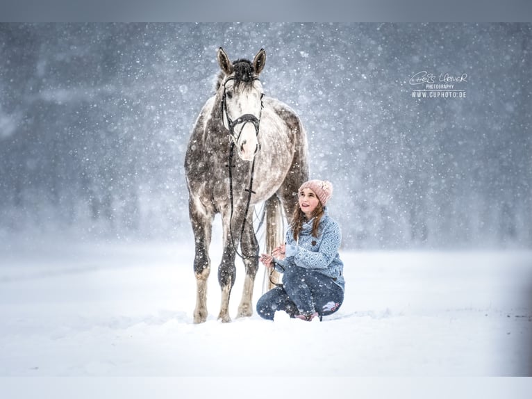 Hannoveriano Caballo castrado 8 años 177 cm Tordo in Gladbeck