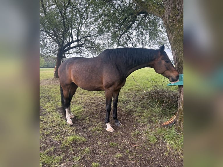 Hannoveriano Caballo castrado 8 años 178 cm Castaño oscuro in Winsen (Aller)