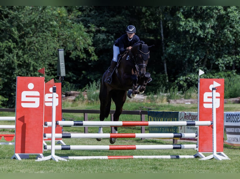 Hannoveriano Caballo castrado 8 años 180 cm Morcillo in Egestorf
