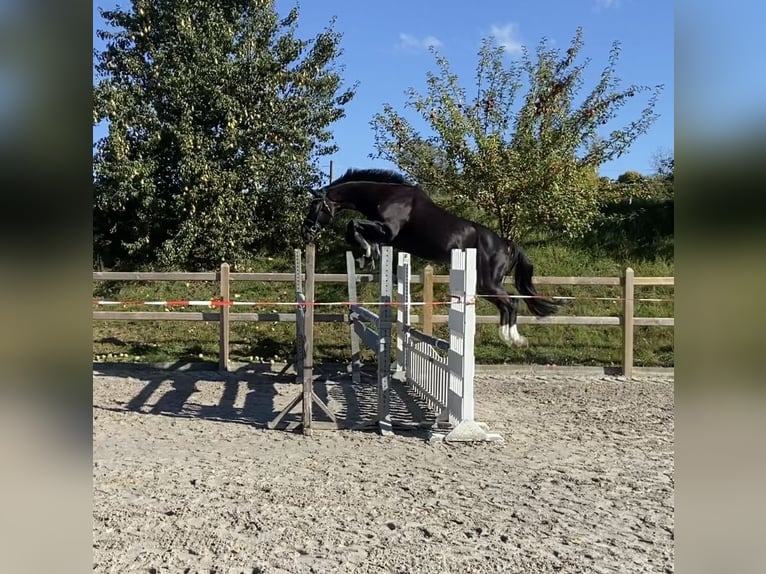 Hannoveriano Caballo castrado 8 años 180 cm Morcillo in Egestorf