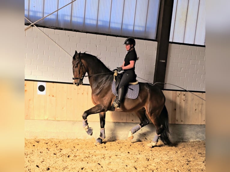 Hannoveriano Caballo castrado 8 años 182 cm Castaño oscuro in Kempen