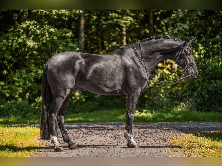 Hannoveriano Caballo castrado 8 años 182 cm Negro in Wehringen