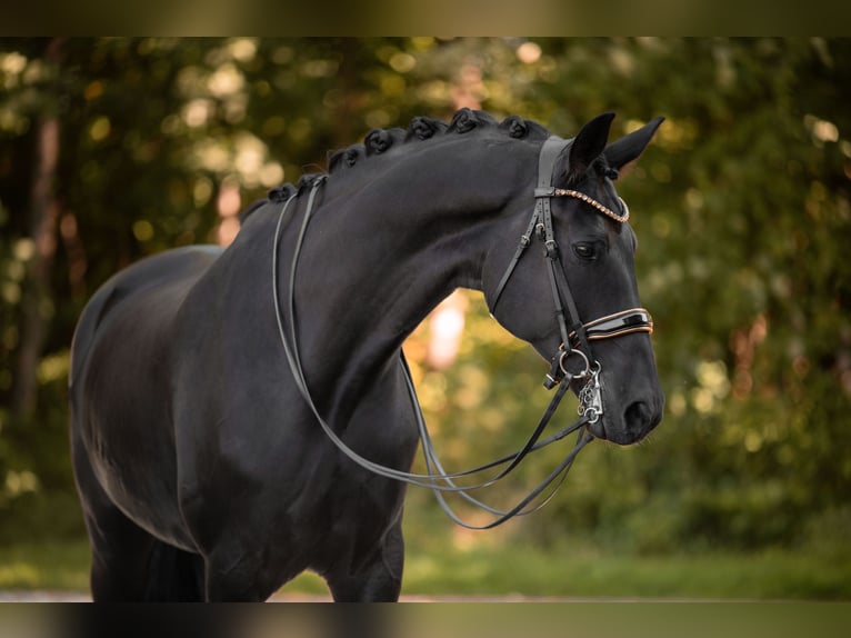Hannoveriano Caballo castrado 8 años 182 cm Negro in Wehringen