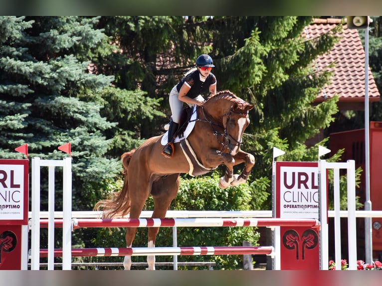 Hannoveriano Caballo castrado 8 años 185 cm Alazán-tostado in Slovakia