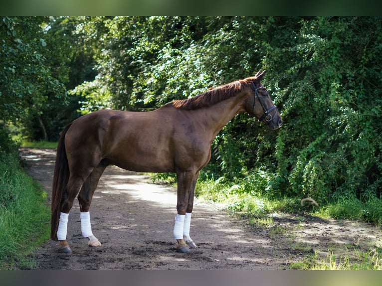 Hannoveriano Caballo castrado 8 años 189 cm Alazán-tostado in Brinkum