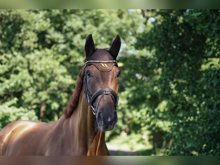 Hannoveriano Caballo castrado 8 años 189 cm Alazán-tostado in Brinkum