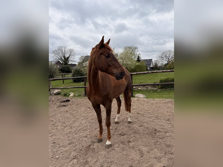 Hannoveriano Caballo castrado 8 años 196 cm Alazán-tostado in Hoisdorf