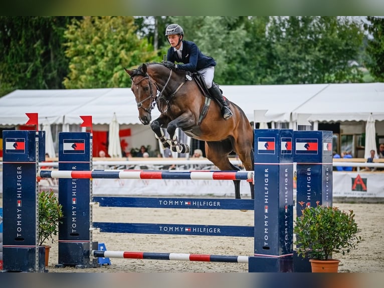 Hannoveriano Caballo castrado 8 años Castaño in St. Josefen