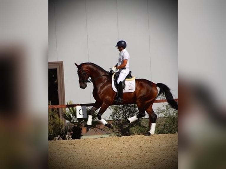 Hannoveriano Caballo castrado 8 años Castaño rojizo in Malaga