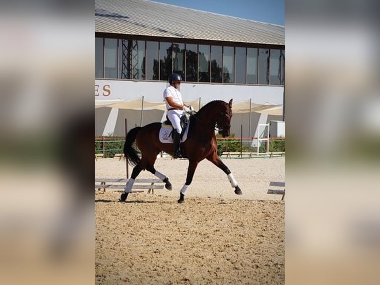 Hannoveriano Caballo castrado 8 años Castaño rojizo in Malaga