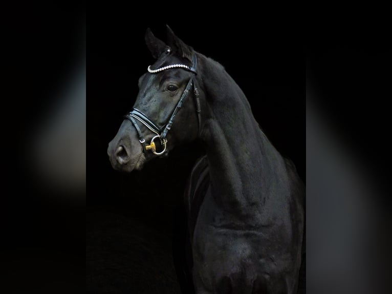 Hannoveriano Caballo castrado 8 años Negro in Hamburg