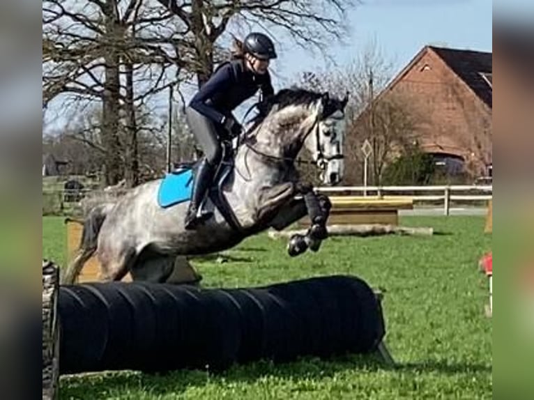 Hannoveriano Caballo castrado 9 años 160 cm Tordo in Ostercappeln