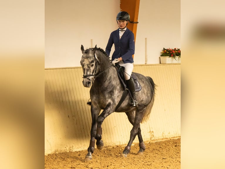 Hannoveriano Caballo castrado 9 años 160 cm Tordo in Ostercappeln