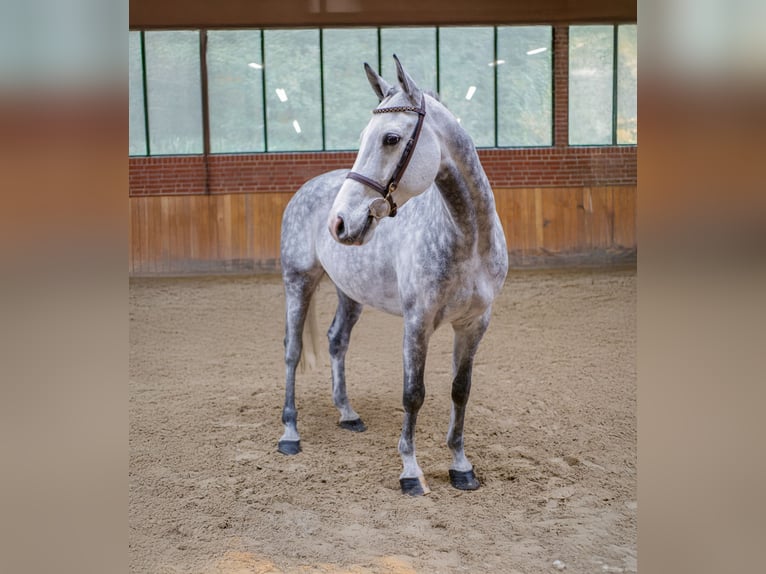 Hannoveriano Caballo castrado 9 años 160 cm Tordo in Ankum