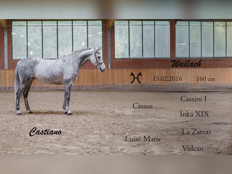 Hannoveriano Caballo castrado 9 años 160 cm Tordo in Ankum