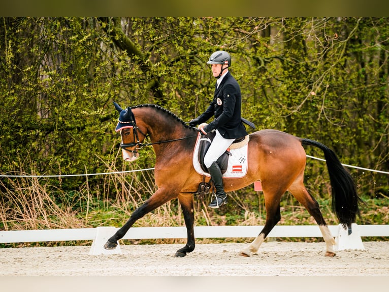 Hannoveriano Caballo castrado 9 años 162 cm Castaño in Feldbach