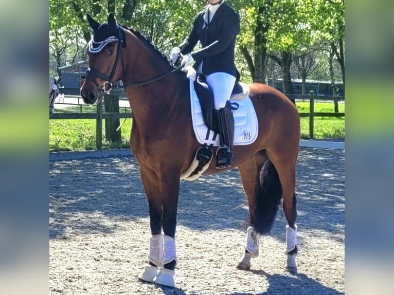 Hannoveriano Caballo castrado 9 años 165 cm Castaño in Cuxhaven