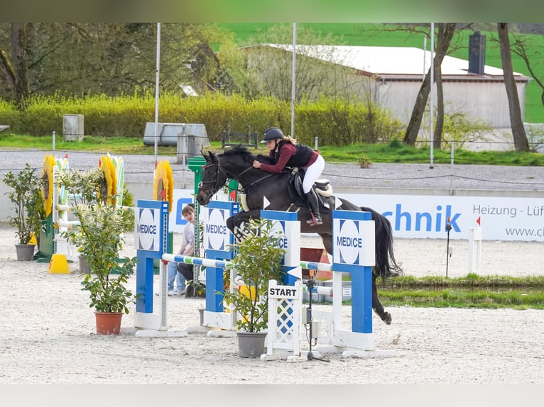 Hannoveriano Caballo castrado 9 años 165 cm Morcillo in Arnsberg