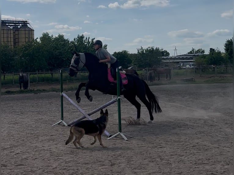 Hannoveriano Caballo castrado 9 años 165 cm Negro in Poznan Poland