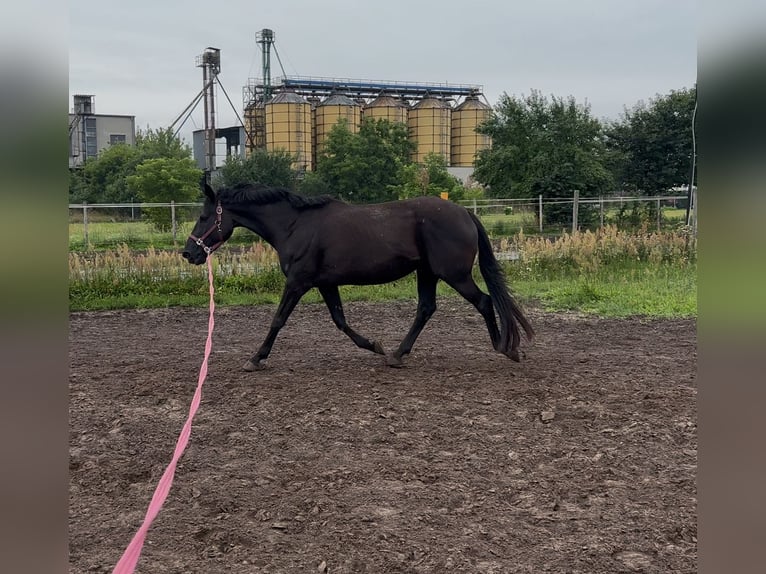 Hannoveriano Caballo castrado 9 años 165 cm Negro in Poznan Poland
