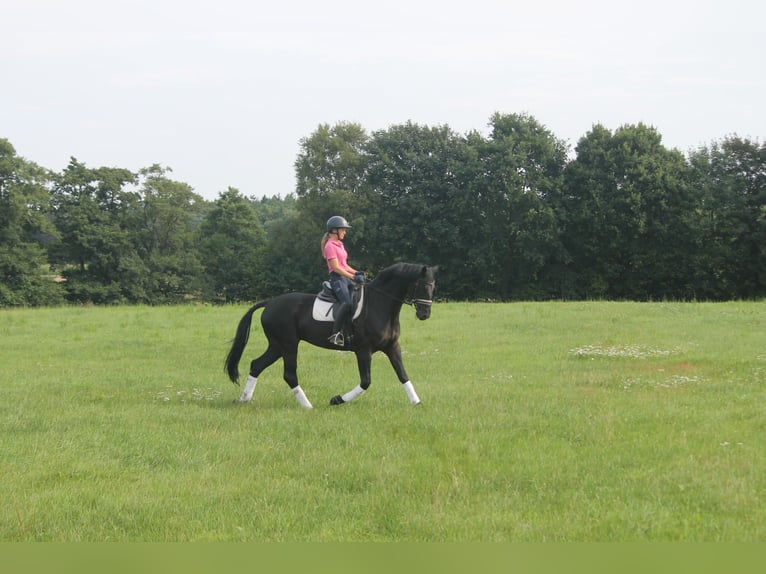 Hannoveriano Caballo castrado 9 años 165 cm Negro in Hepstedt