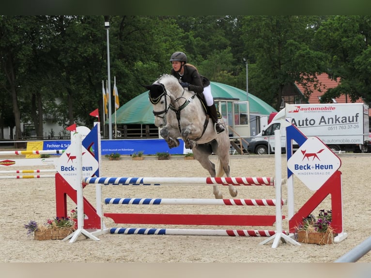 Hannoveriano Caballo castrado 9 años 165 cm Tordo in Wedemark