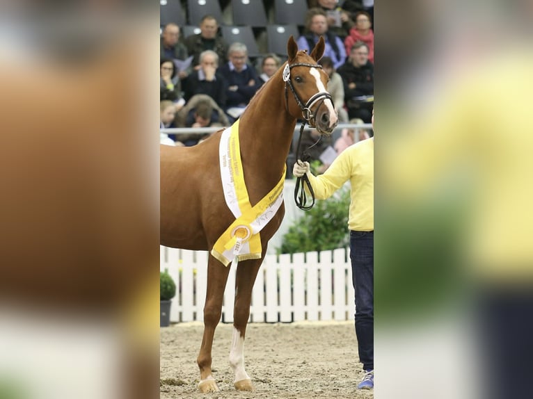 Hannoveriano Caballo castrado 9 años 166 cm Alazán in Sandbostel