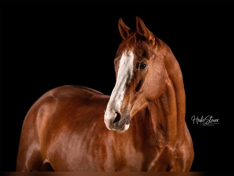 Hannoveriano Caballo castrado 9 años 166 cm Alazán in Fraunberg