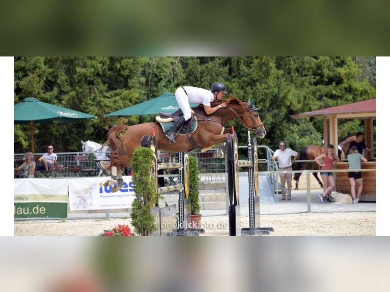 Hannoveriano Caballo castrado 9 años 166 cm Alazán in Fraunberg