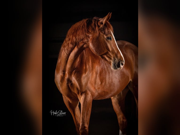 Hannoveriano Caballo castrado 9 años 166 cm Alazán in Fraunberg