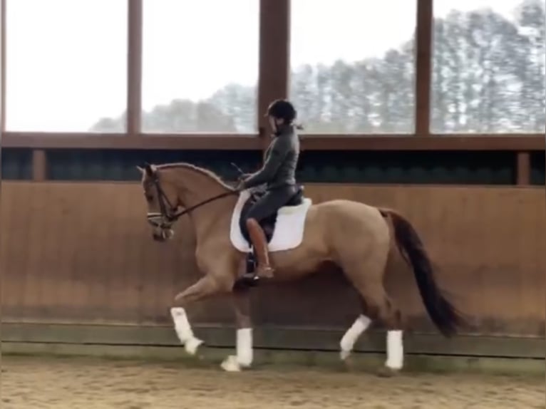 Hannoveriano Caballo castrado 9 años 167 cm Alazán in Bleckede